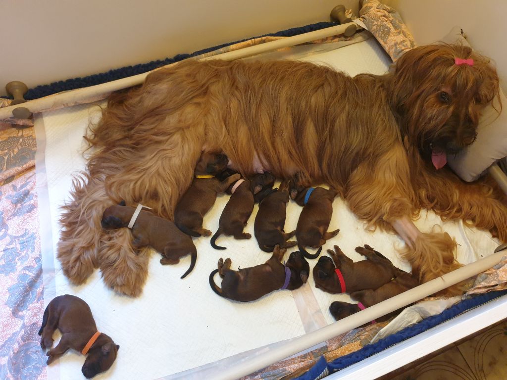 Bébés de Roxane et Orient-Express